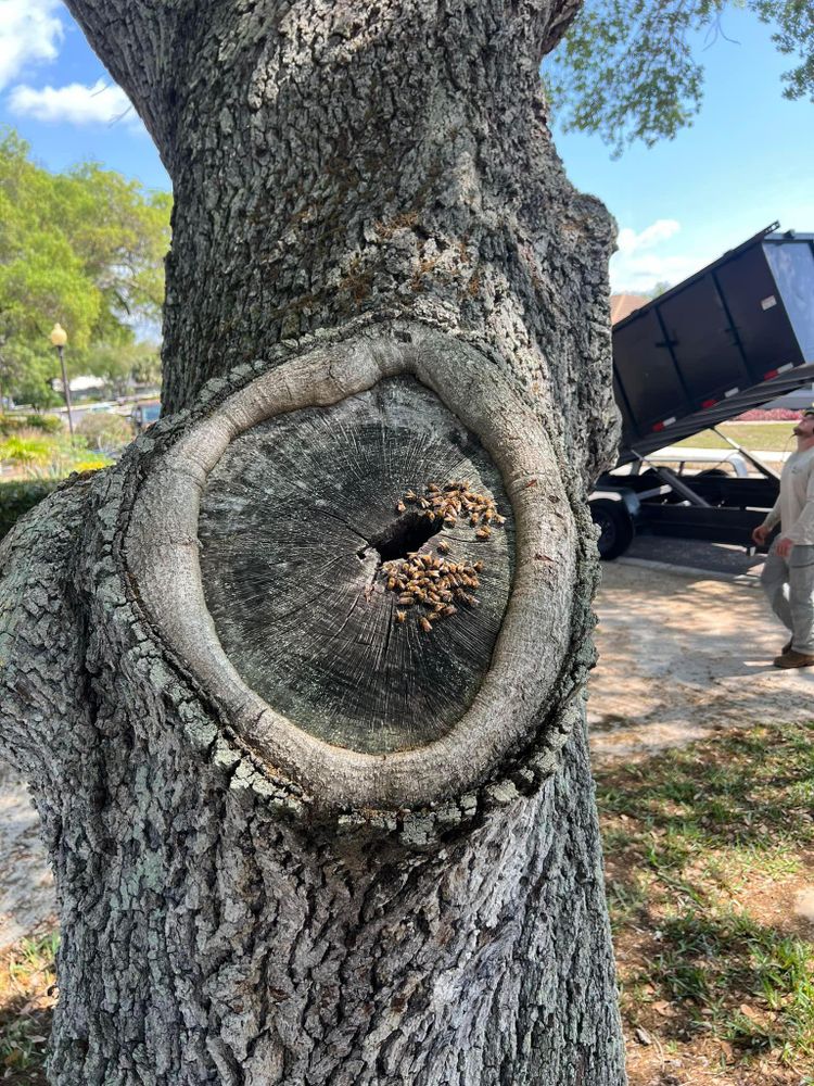 Stump Removal for Adam's Tree and Stump Care in Bradenton, Florida