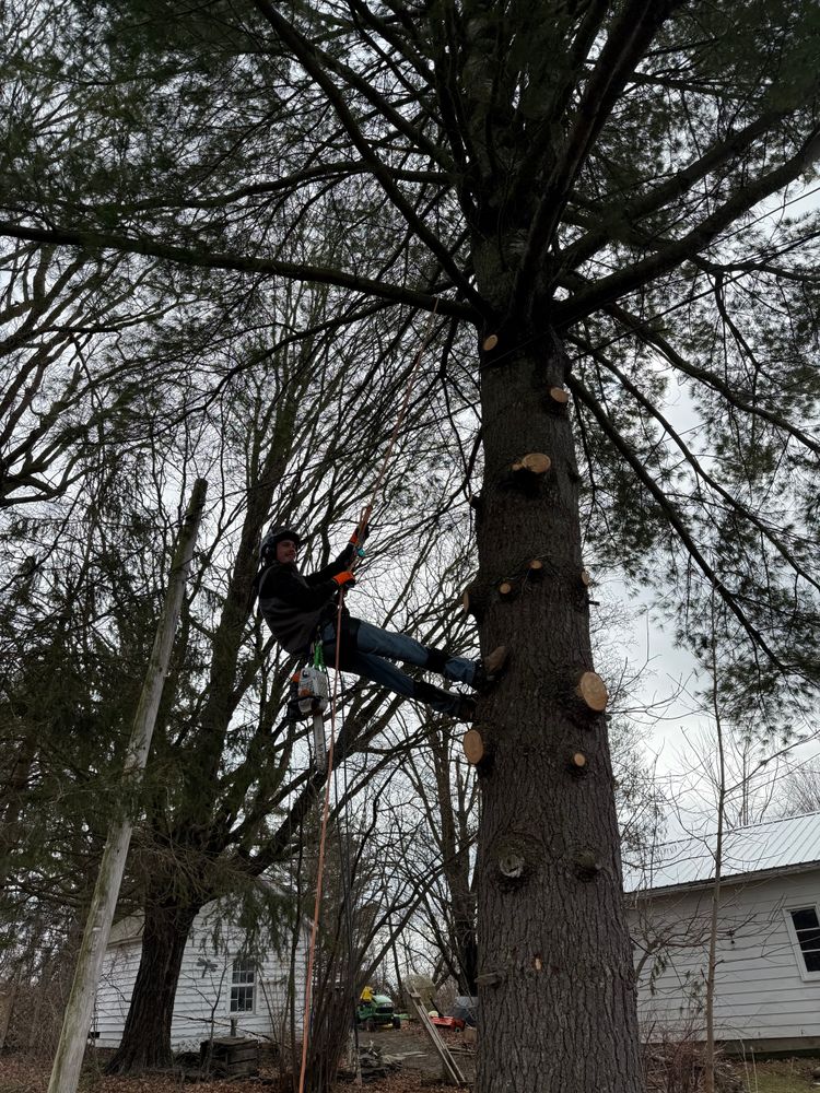 All Photos for Sterlings Tree Removal in Cobleskill, New York