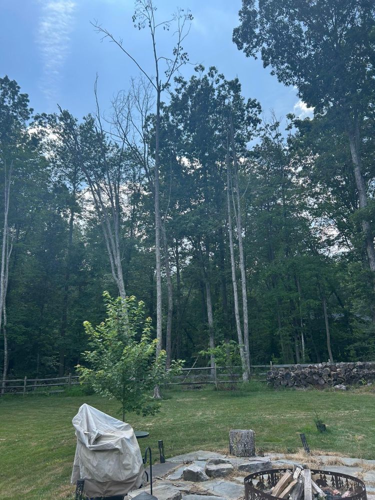 All Photos for Branch Out Tree Care LLC in Fredericksburg, VA