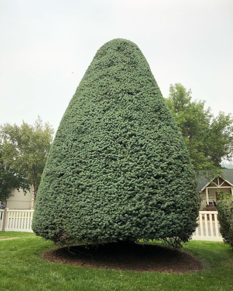 AP Tree Service team in Colbert, WA - people or person