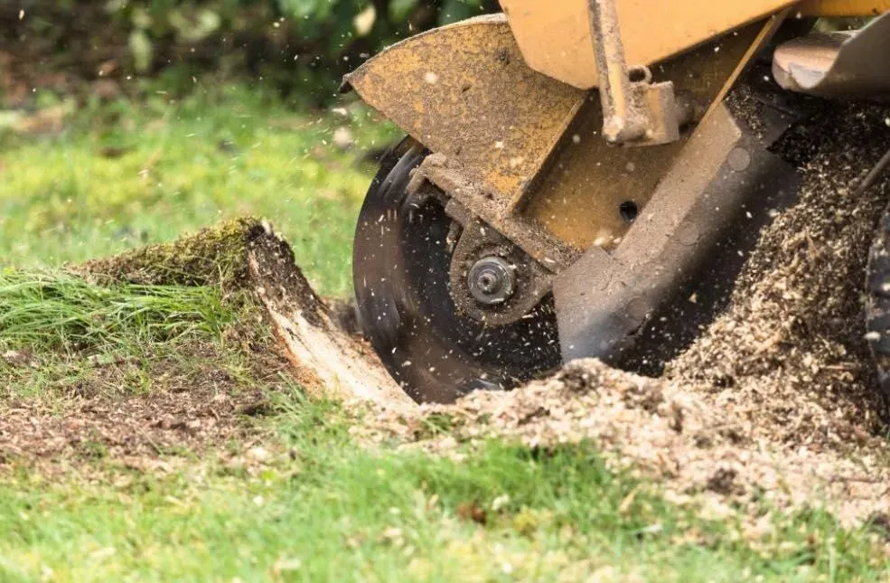 Our stump removal service efficiently eliminates unwanted stumps, improving your landscape's appearance and safety, while preventing future pests or regrowth in your property for a clean and polished outdoor space. for Licensed to Cut Tree Service in Athens, PA