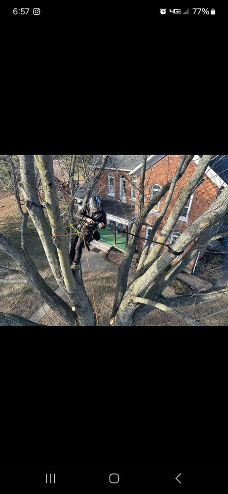 Highborn Tree Service L.L.C. offers expert tree cabling, bracing, and Cobra dynamic support systems to strengthen weak limbs, reduce failure risk, and extend the life of valuable trees. We use non-invasive, industry-approved support methods. for Highborn Tree Service in Wheatfield, IN