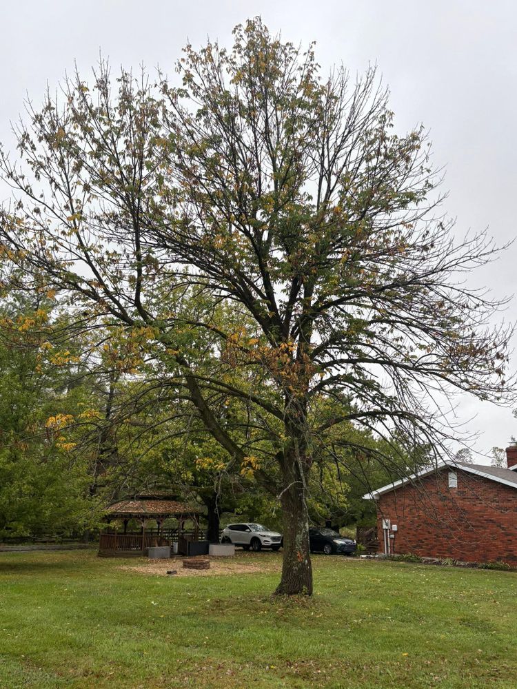 All Photos for Dig-It Tree Company in , 