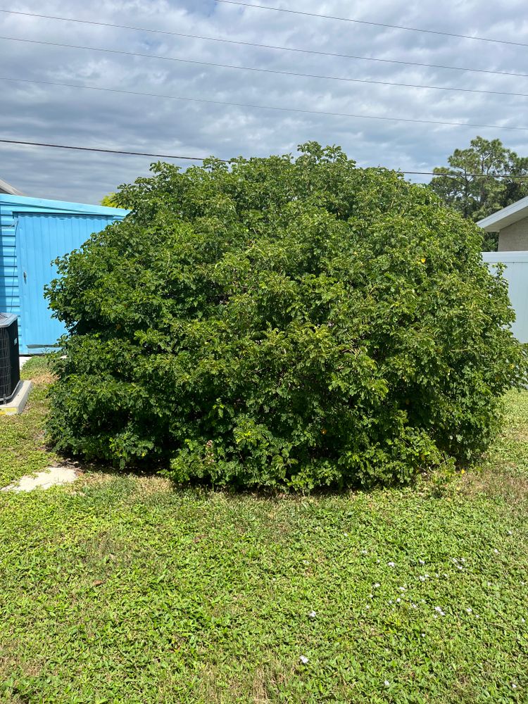 All Photos for Space Coast Property Maintenance and Management LLC in Melbourne, FL