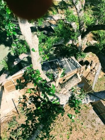 All Photos for Alpha Trees Service and Property Management in Port Charlotte, FL