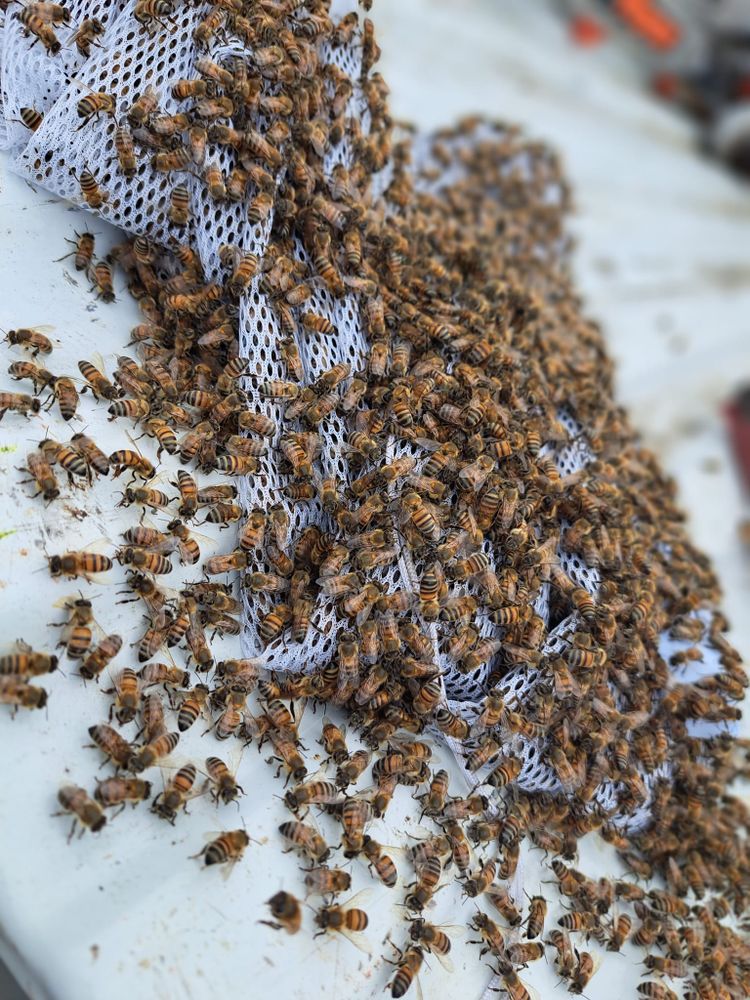 Specialized bee suit work