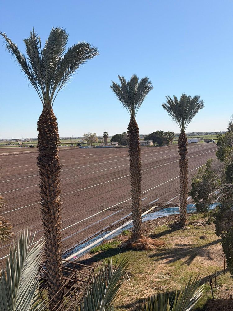 All Photos for Yuma Palms & Tree Service in Yuma, AZ