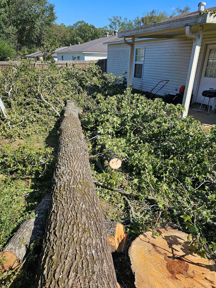 All Photos for Millers Tree Service in Saline County, AR