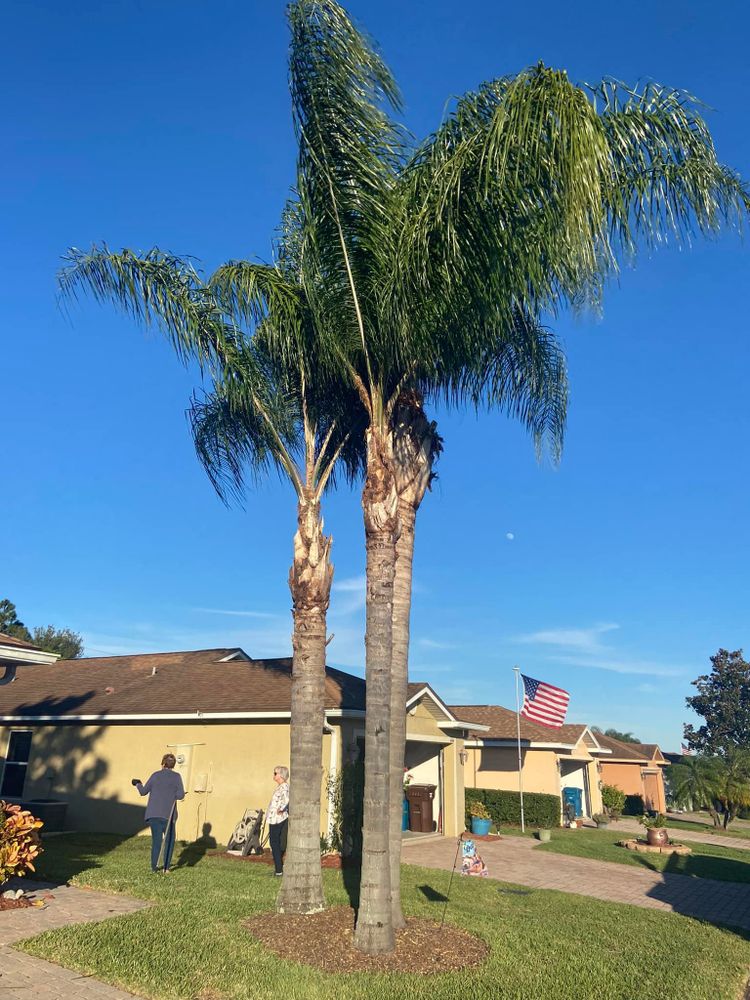 All Photos for Efficient and Reliable Tree Service in Lake Wales, FL