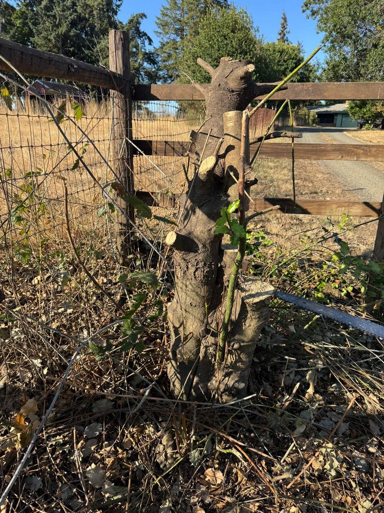 All Photos for Willamette Landscaping and Tree Services in Albany, OR