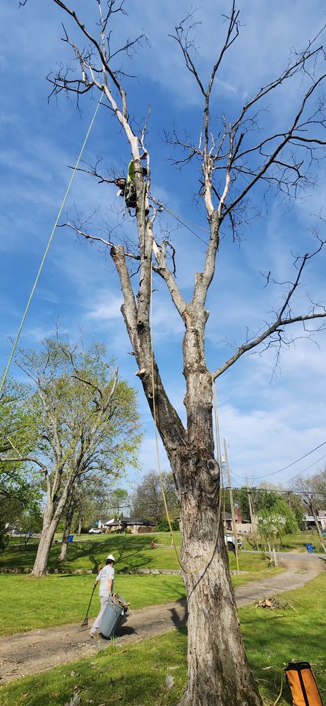 All Photos for Tree Fellers in Sumner County, TN