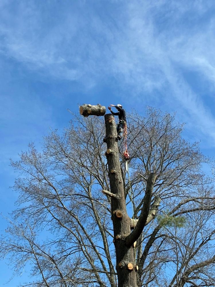 All Photos for Skys The Limit Tree Management in Morehead, KY