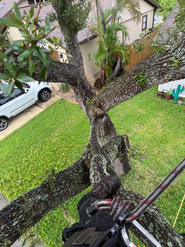 Tree Removal for Damian’s Tree Care in Sarasota, FL