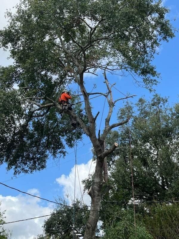 All Photos for Servin's Tree Care  in Houston, TX