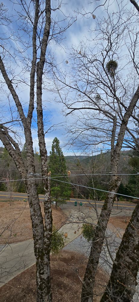 All Photos for George Staddan's Professional Tree Care in Placerville, CA
