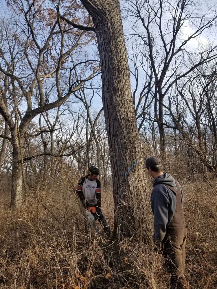 Logging for Pure Iowa Logging in Cedar Rapids, Iowa