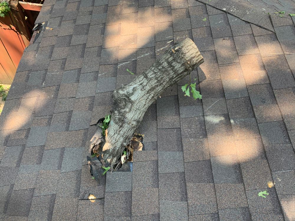 All Photos for TLC Professional Tree Service in Bedford, TX