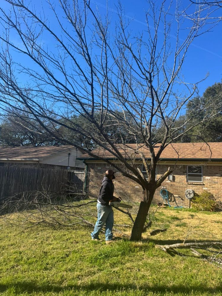 Tree Removal for Superior Lawn and Tree in Clifton, TX