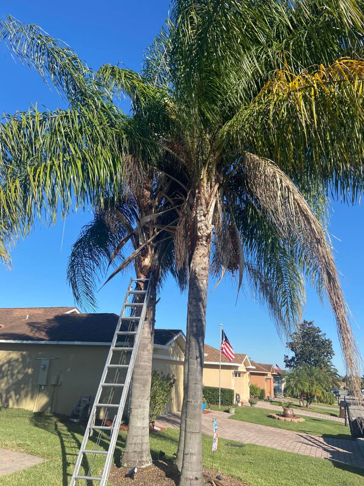 All Photos for Efficient and Reliable Tree Service in Lake Wales, FL