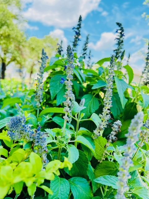 All Photos for Rustic Roots Landscaping in Austin, TX