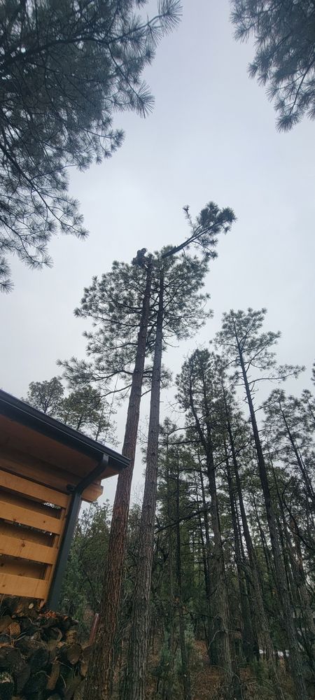 All Photos for StockPro Tree Specialists in Show Low, AZ