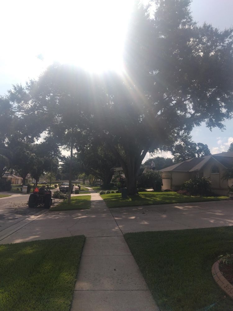 All Photos for Bills Tree Service in Valrico, FL