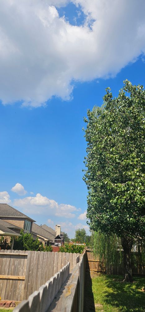 All Photos for Servin's Tree Care  in Houston, TX