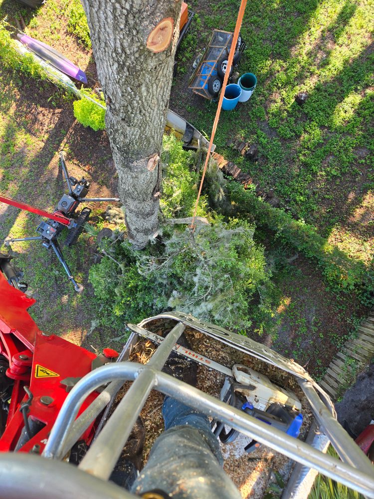 All Photos for Near Me Tree Service, Inc. in DeLand, FL