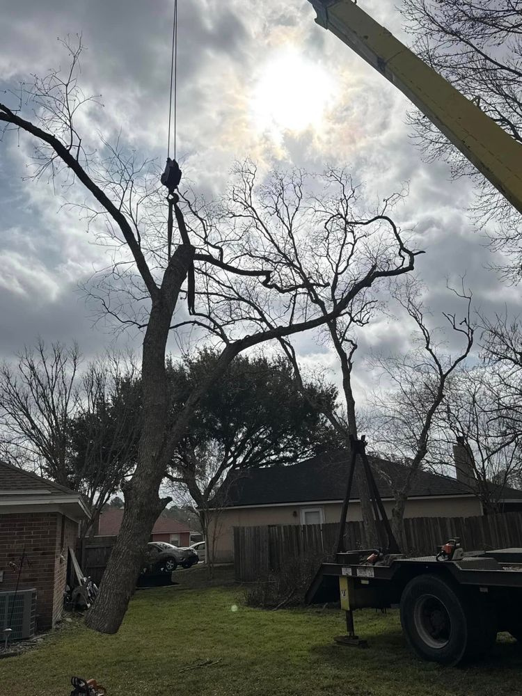 Our professional tree trimming service enhances your property's safety and aesthetics by expertly pruning branches, promoting healthy growth, and preventing potential hazards caused by overgrown or unhealthy trees. for Fast Cut Tree Service in Jacksonville Heights, FL