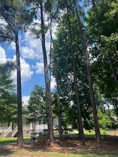 Tree Removal for Thompson Tree Climbers, LLC in Lexington, SC