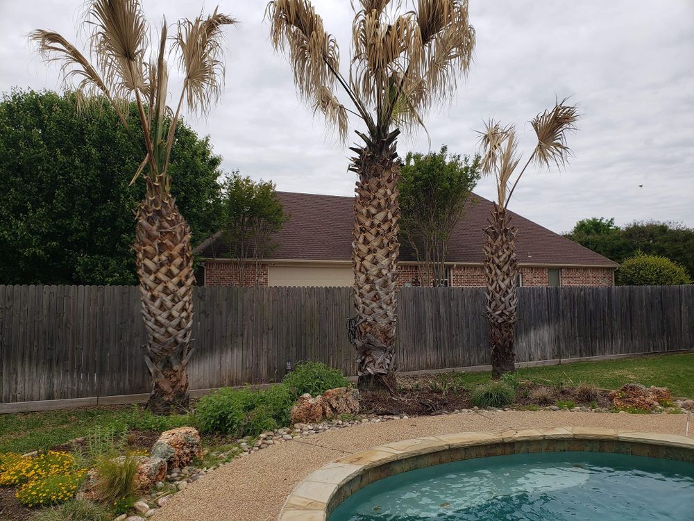 All Photos for Paquito's Landscaping in Ellis County, TX