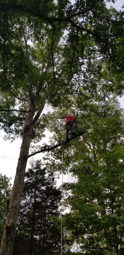 All Photos for Lightning Tree Service in Corydon, IN