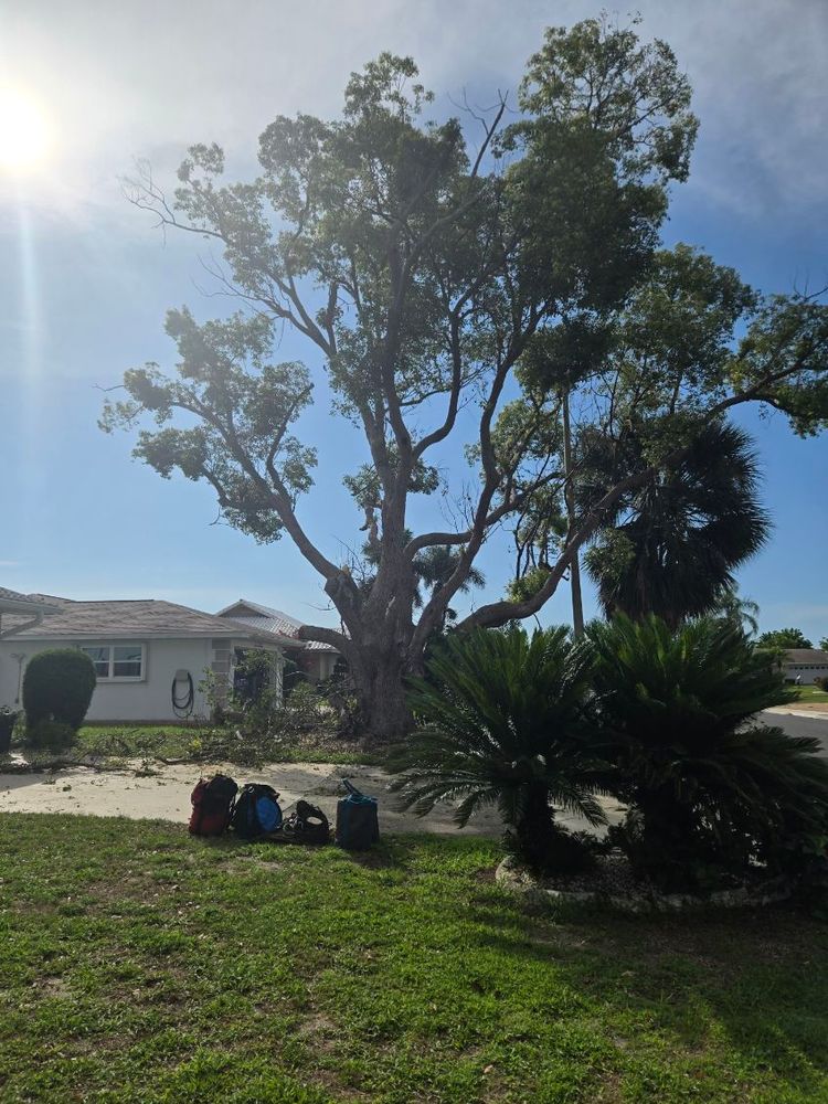 All Photos for TREE BOYS in Ruskin, FL