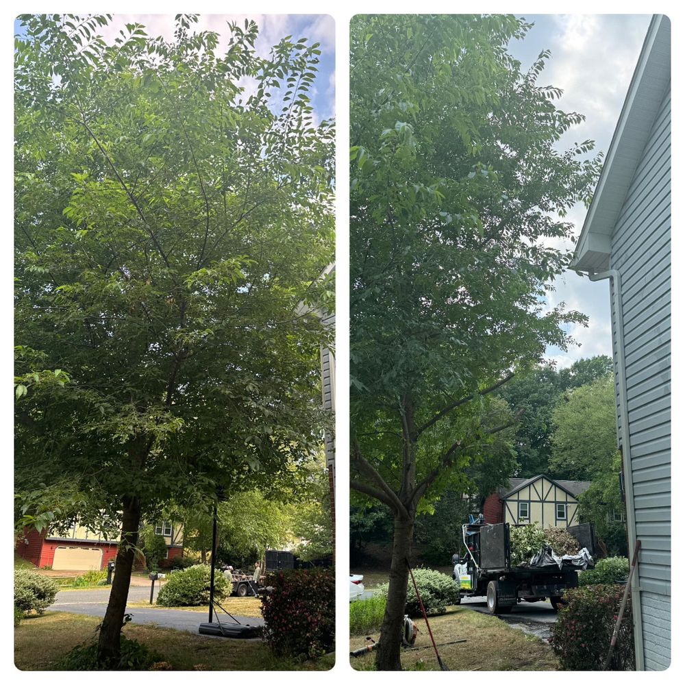 All Photos for Branch Out Tree Care LLC in Fredericksburg, VA