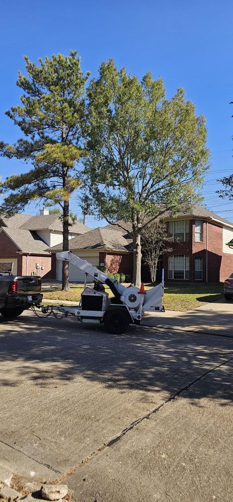 All Photos for Servin's Tree Care  in Houston, TX