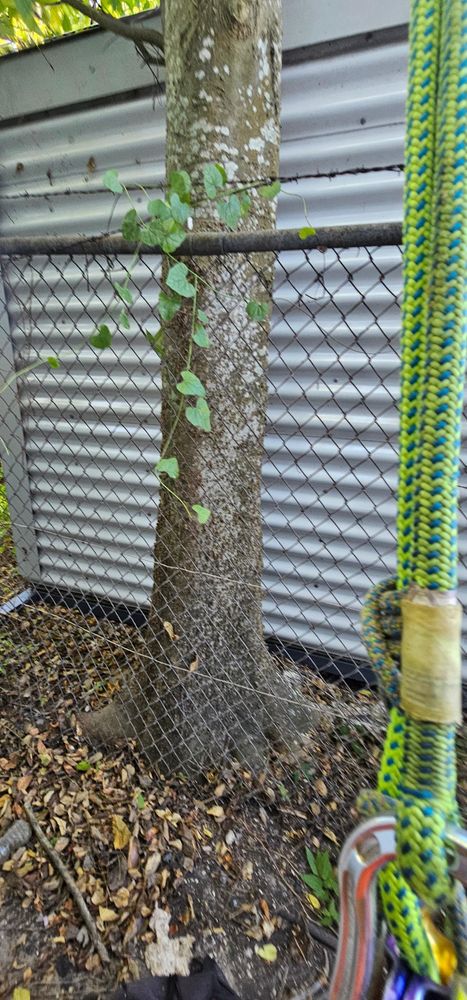 All Photos for Servin's Tree Care  in Houston, TX