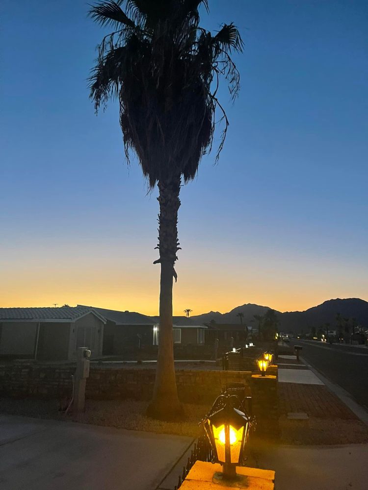 All Photos for Oliver L. Palm & Tree services in Yuma County, AZ