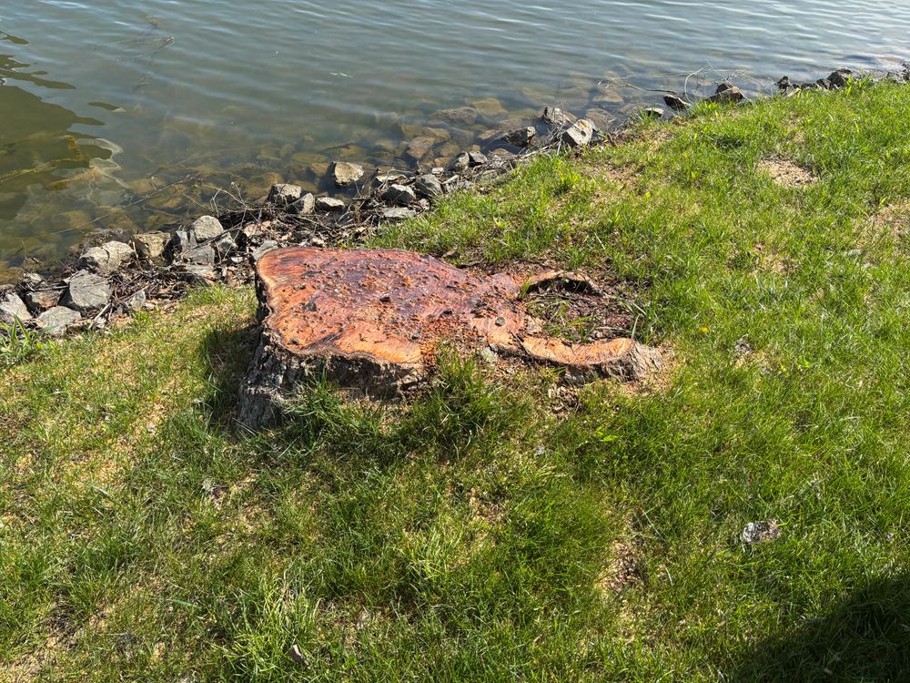 All Photos for Conrad's Stump Removal in Columbus, IN