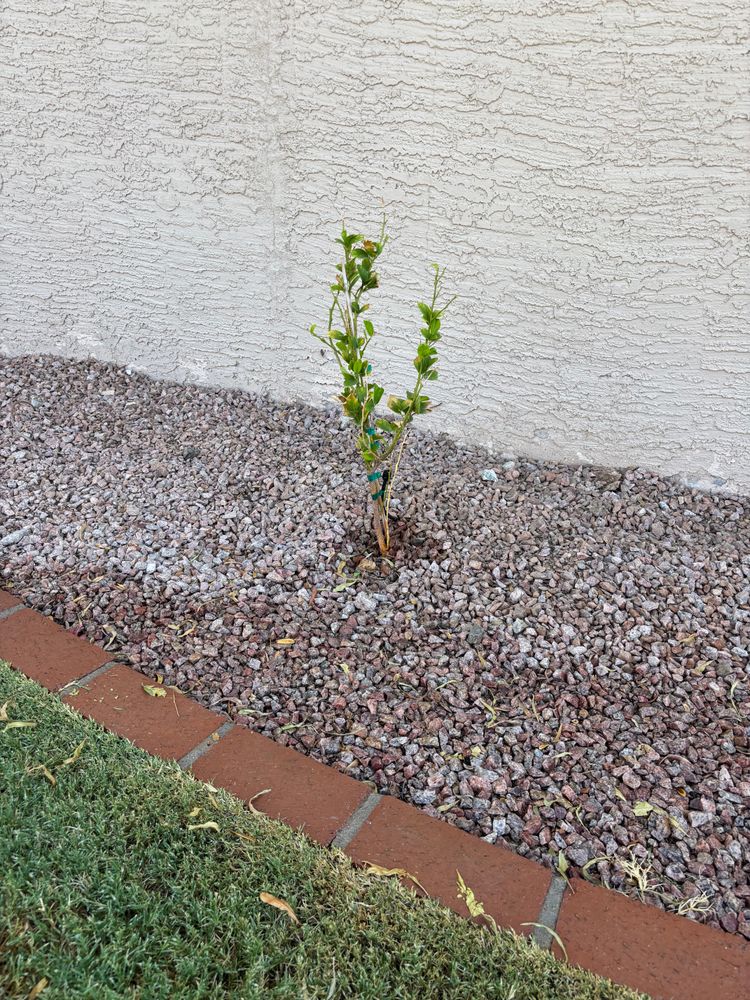 All Photos for Good Hands Landscape in Maricopa, AZ