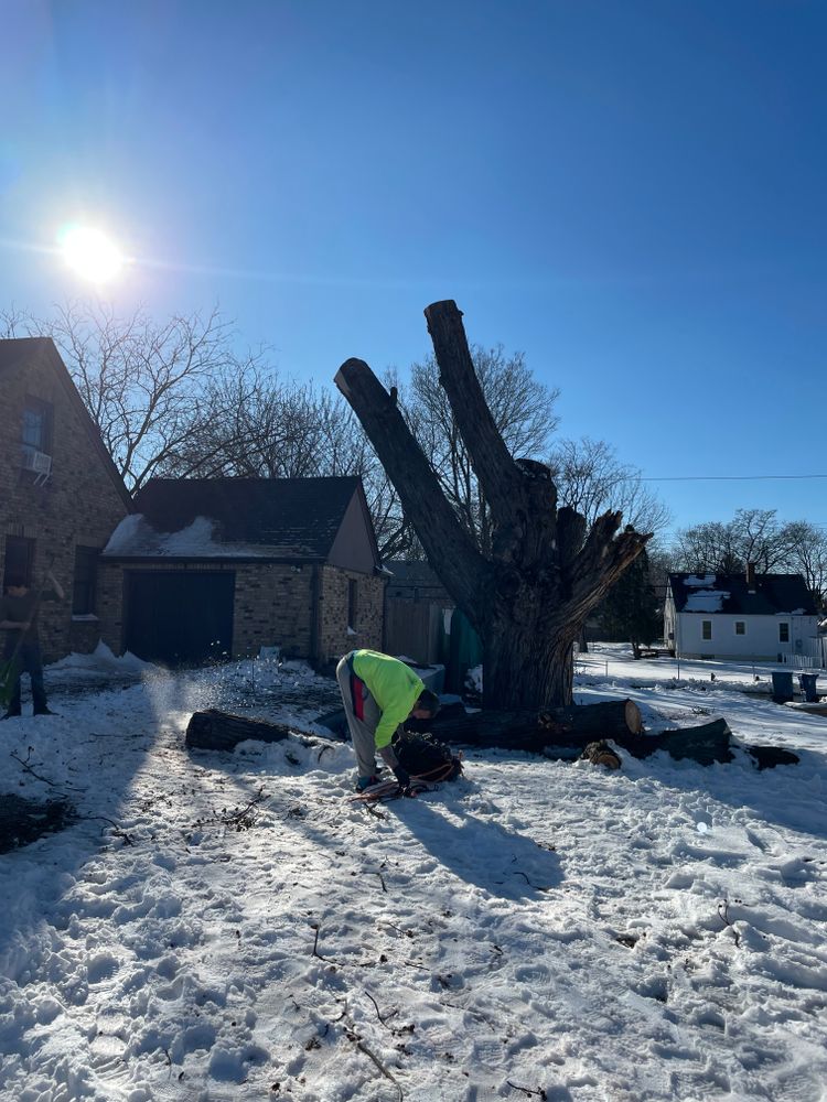 Trees for K and Z Lawn Care in Andover, MN