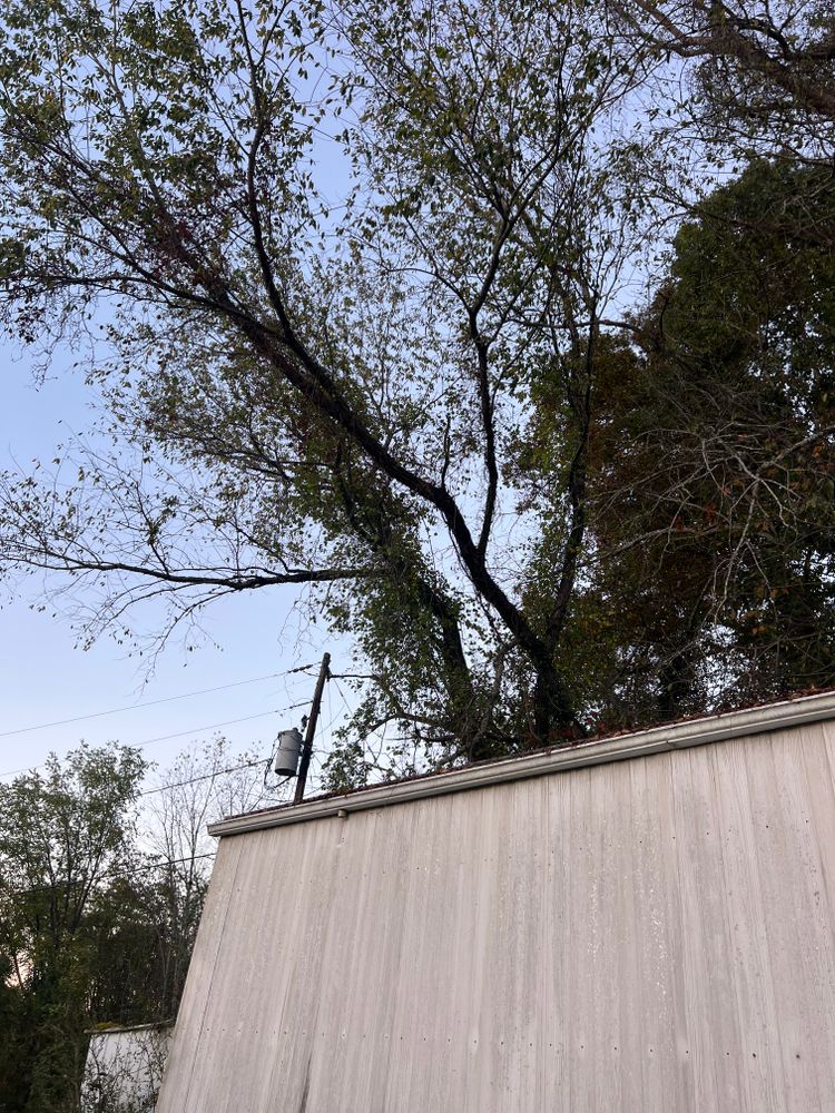 All Photos for Ground To Sky Tree Care in Asheville, North Carolina