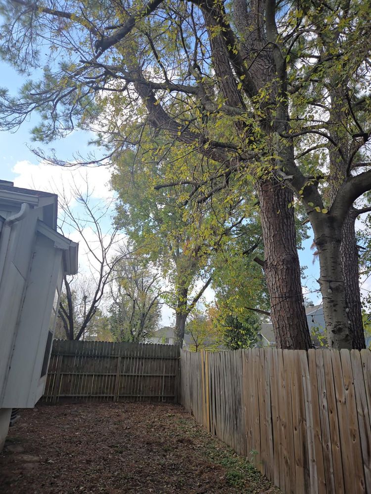 All Photos for Servin's Tree Care  in Houston, TX