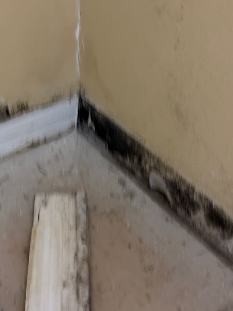 All Photos for Spirit Enterprise Construction in Tampa Bay, FL