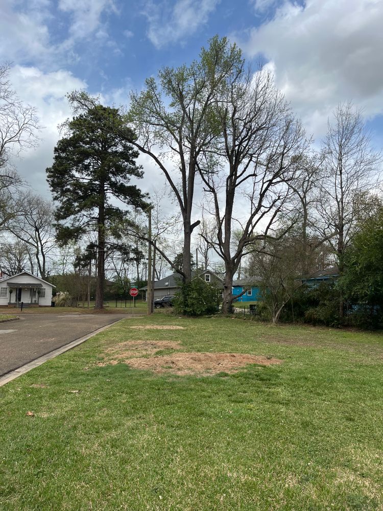 All Photos for JC Land and Tree Service in Kilgore, TX