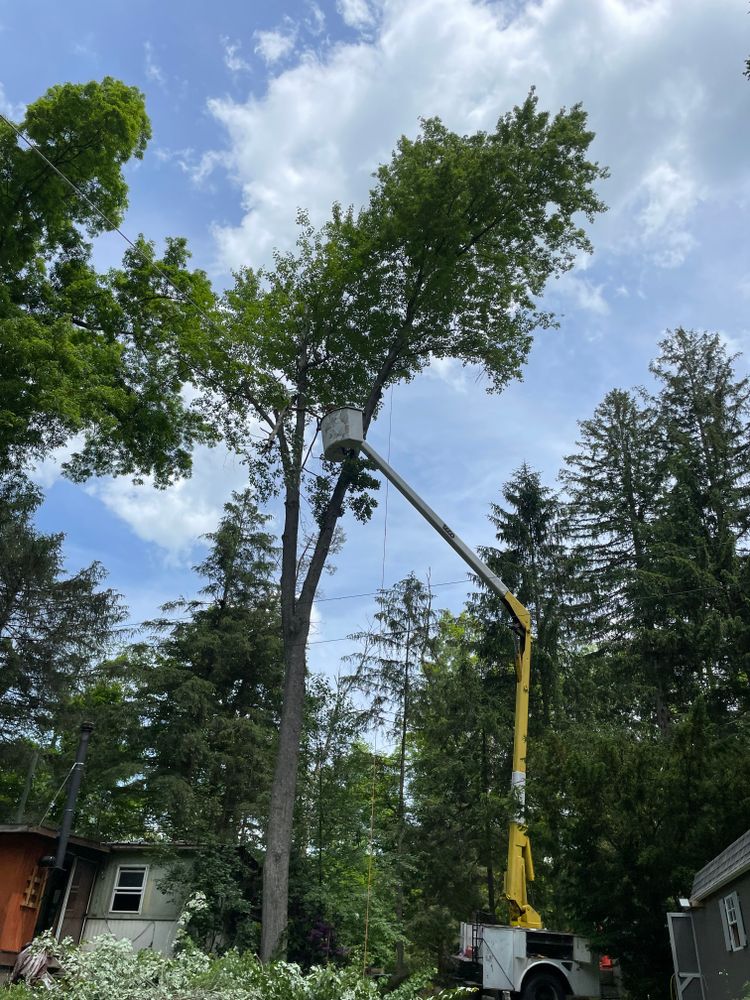 Tree Removal for Benjamin & Sons in Elmira, NY