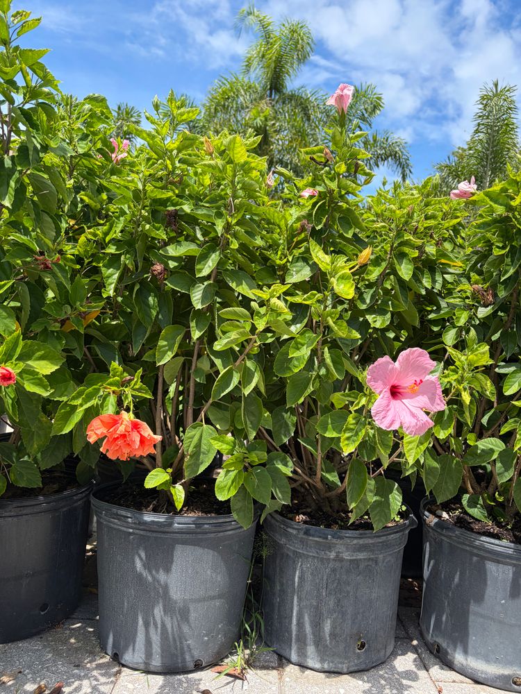 All Photos for Vanic's Landscaping in Port Orange, FL