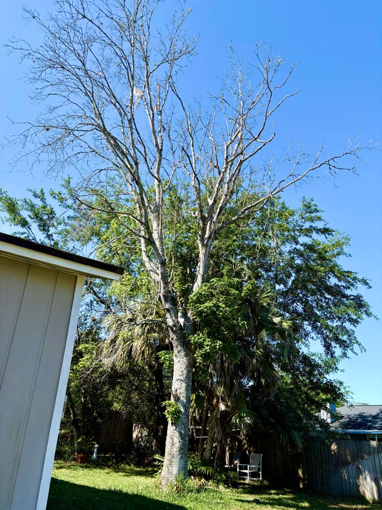 All Photos for Top Notch Tree Experts in Orange Park, FL
