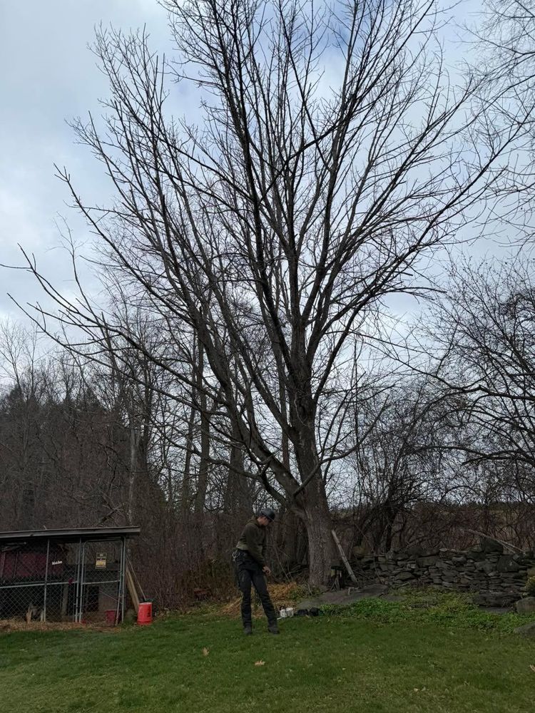 All Photos for Sterlings Tree Removal in Cobleskill, New York