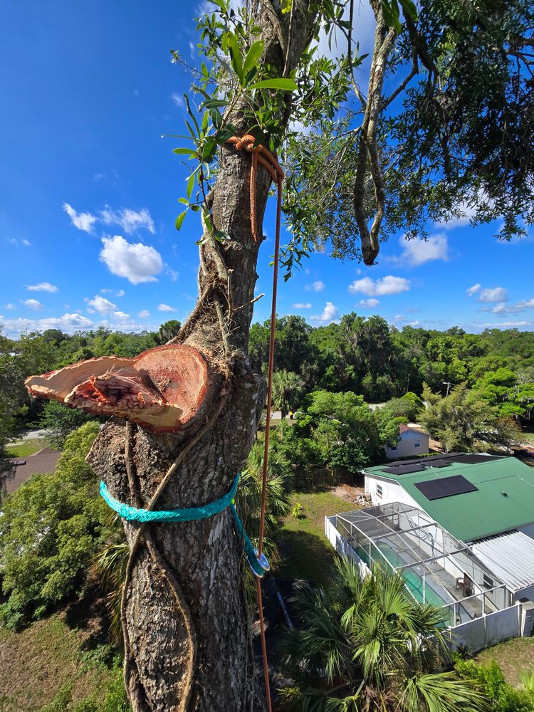 All Photos for Near Me Tree Service, Inc. in DeLand, FL