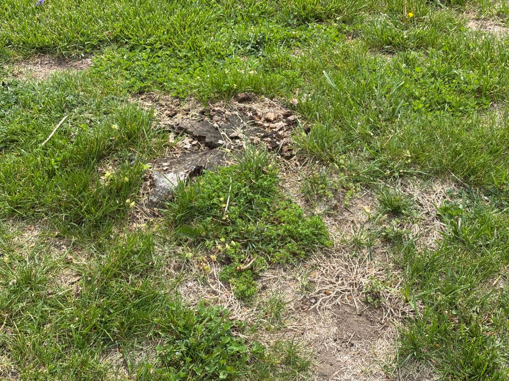All Photos for Conrad's Stump Removal in Columbus, IN